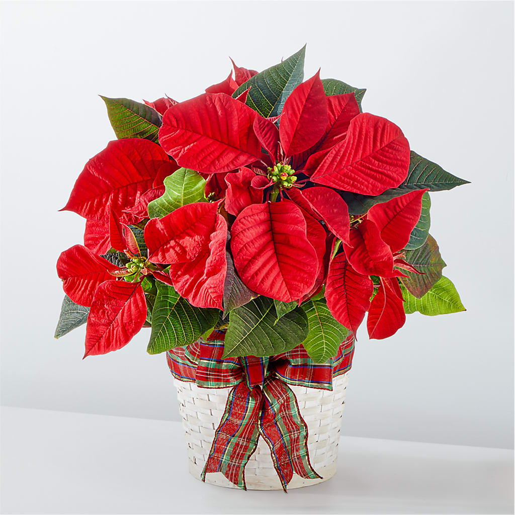 Happiest Holidays Poinsettia – Le Bloom Floral, Le Mars IA