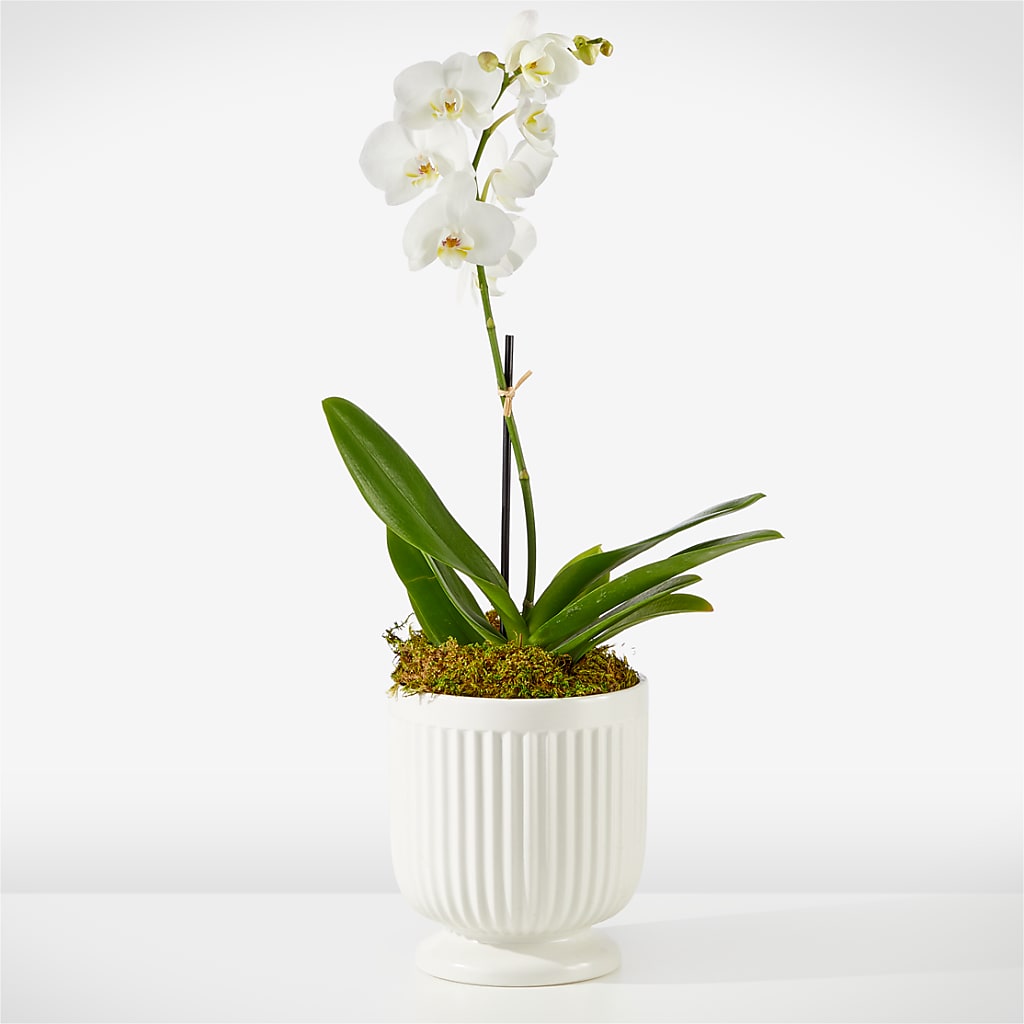 Whispering White Orchid – Le Bloom Floral, Le Mars IA