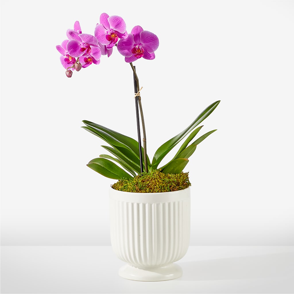 Friendly Fuchsia Orchid – Le Bloom Floral, Le Mars IA