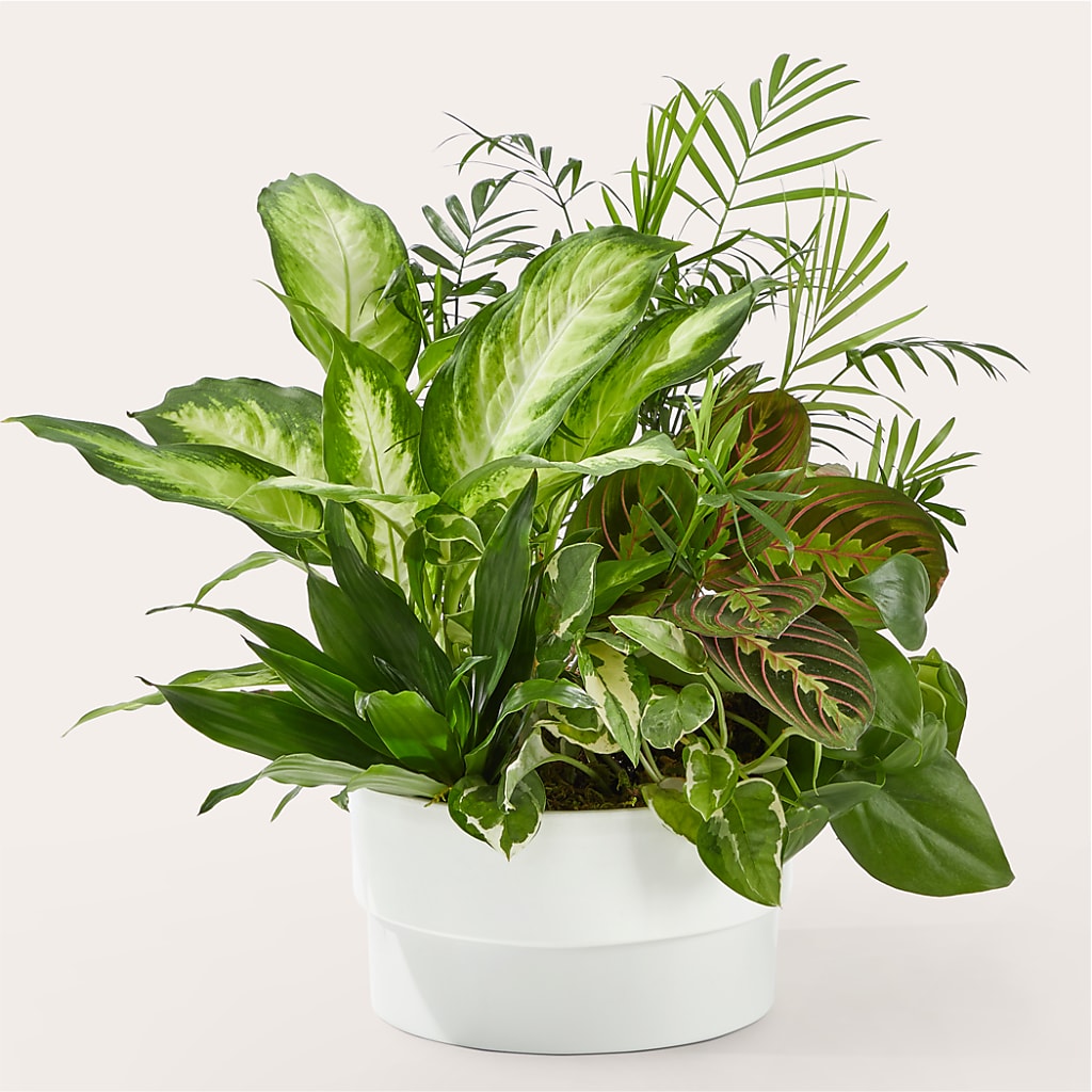 Radiating Positivity Dishgarden – Le Bloom Floral, Le Mars IA