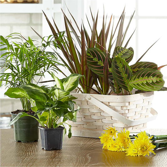 Florist Designed Blooming and Green Plants in a Basket –  Le Bloom Floral, Le Mars IA