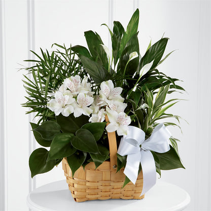 Peace & Serenity Dishgarden –  Le Bloom Floral, Le Mars IA