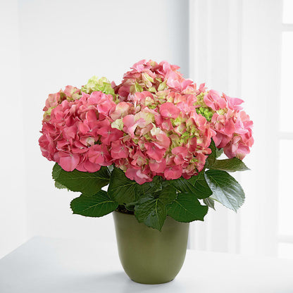 Pink Hydrangea Planter –  Le Bloom Floral, Le Mars IA