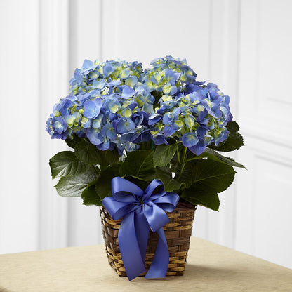 Blue Hydrangea Planter –  Le Bloom Floral, Le Mars IA
