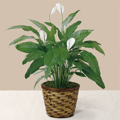 Tranquil Moments Peace Lily Plant –  Le Bloom Floral, Le Mars IA