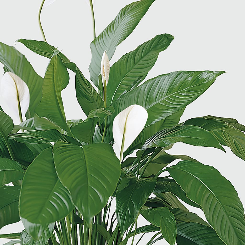 Tranquil Moments Peace Lily Plant –  Le Bloom Floral, Le Mars IA