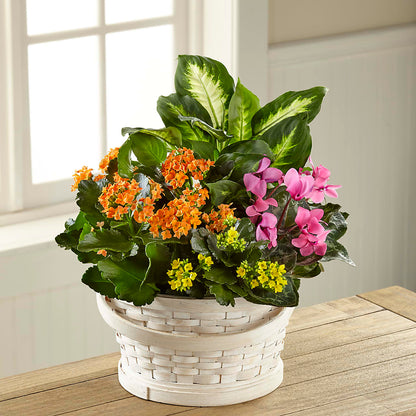 Color Crush Dishgarden –  Le Bloom Floral, Le Mars IA