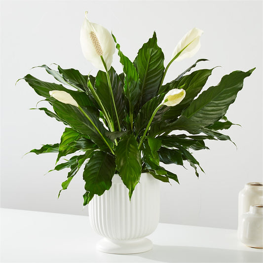 Comfort Planter –  Le Bloom Floral, Le Mars IA