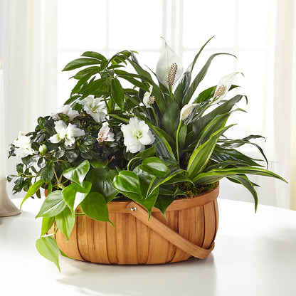 Serene Dishgarden –  Le Bloom Floral, Le Mars IA
