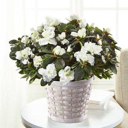 White Azalea Plant –  Le Bloom Floral, Le Mars IA
