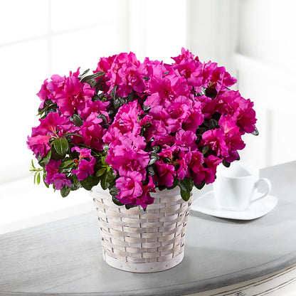 Hope & Serenity Azalea Plant –  Le Bloom Floral, Le Mars IA