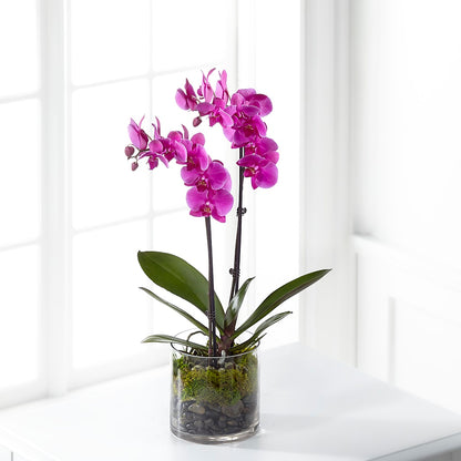 Pink Orchid Plant –  Le Bloom Floral, Le Mars IA