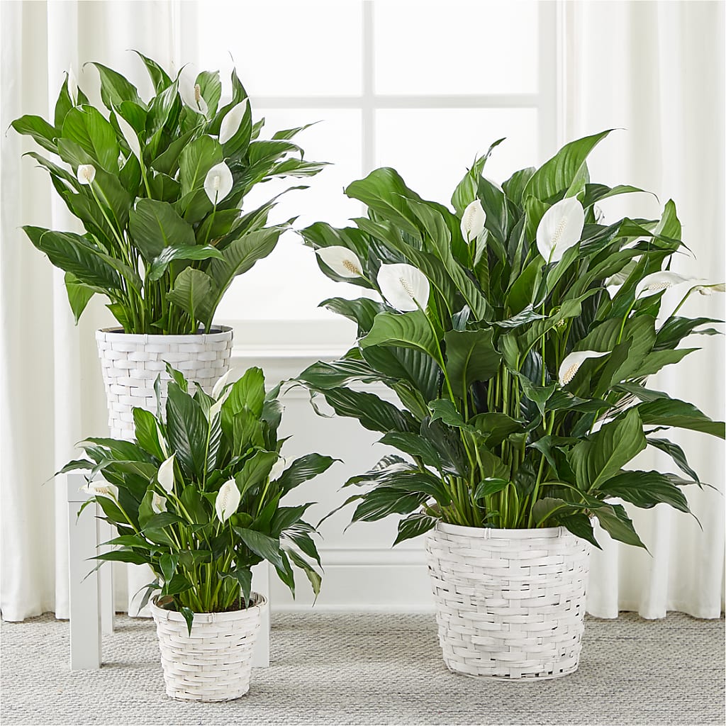 A New Leaf Peace Lily –  Le Bloom Floral, Le Mars IA