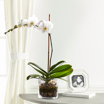 White Orchid Planter –  Le Bloom Floral, Le Mars IA